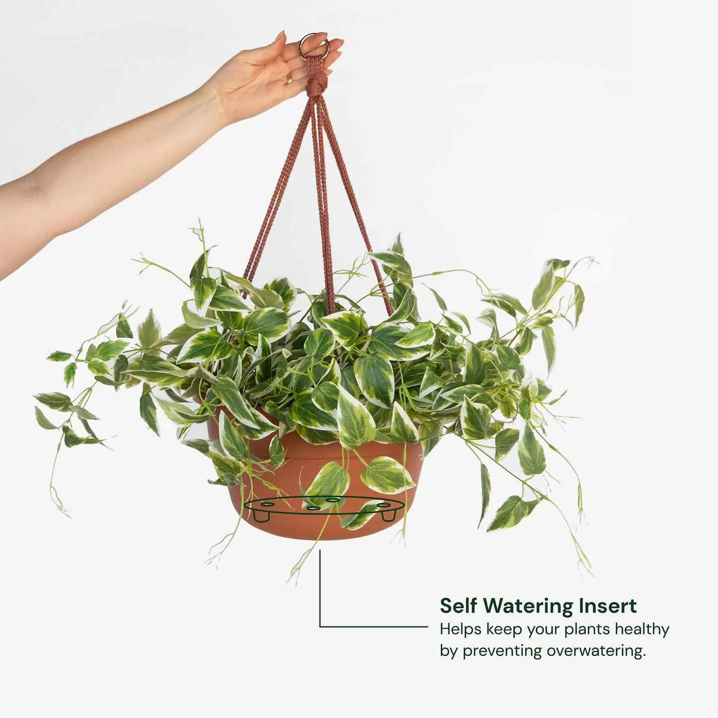 Dura Cotta Hanging Basket