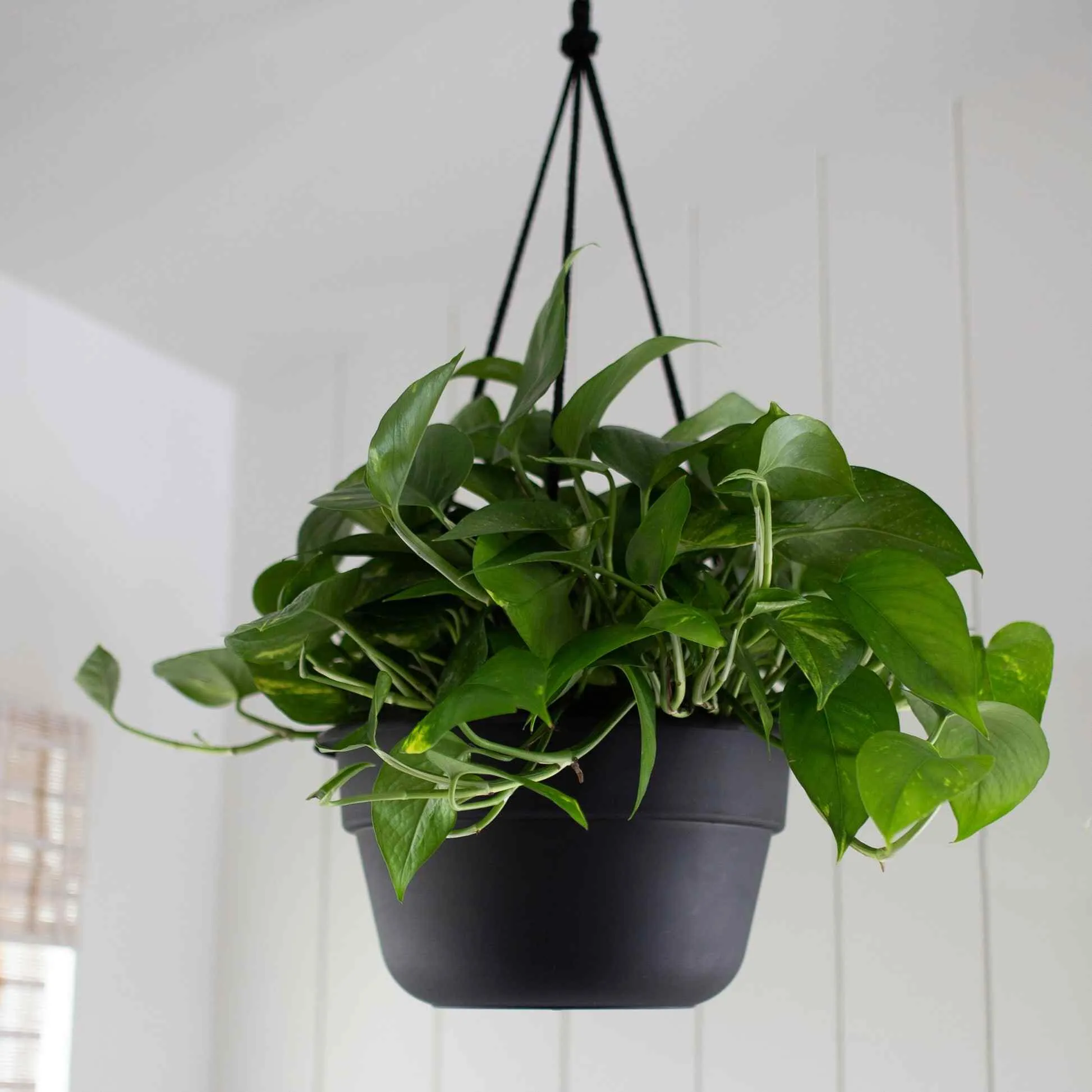 Dura Cotta Hanging Basket