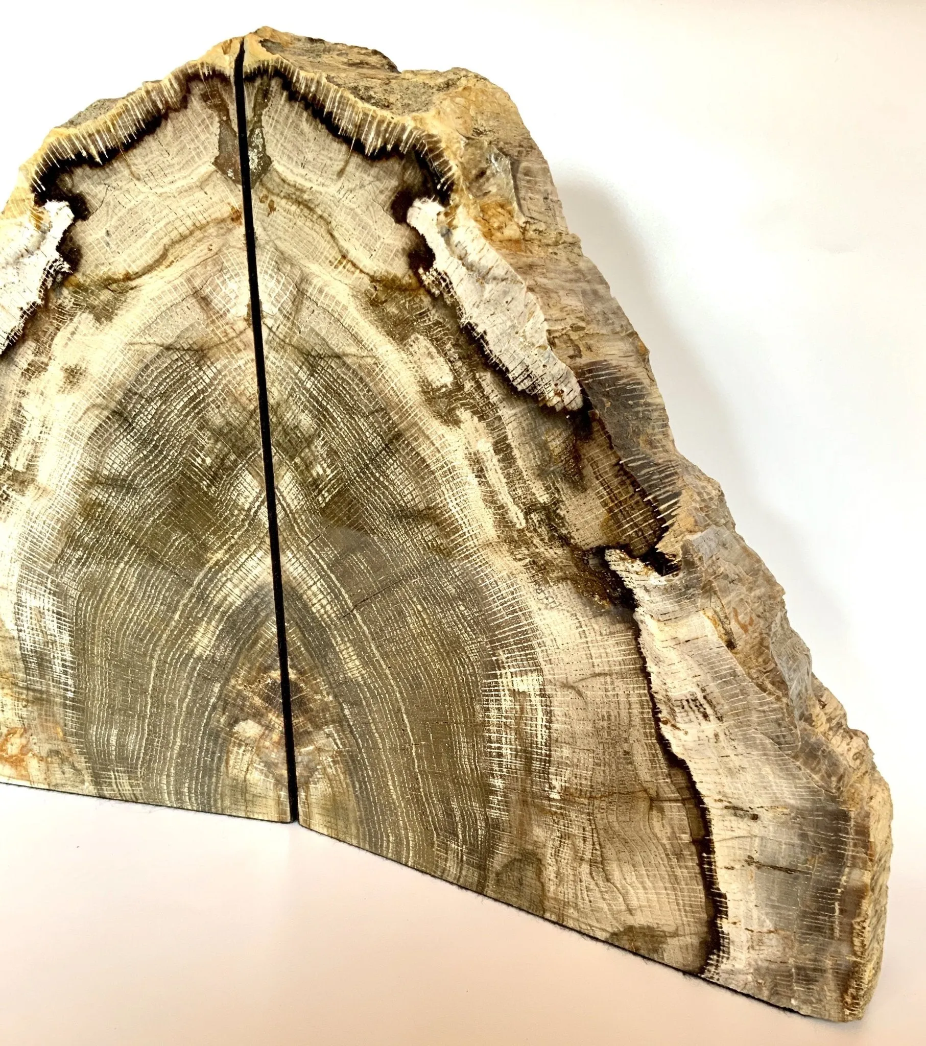 Extra Large Deschutes Oak Bookends| Petrified Wood Slice