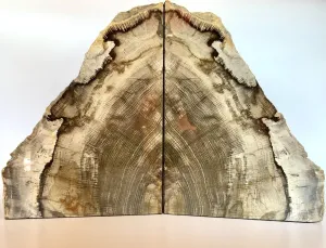 Extra Large Deschutes Oak Bookends| Petrified Wood Slice