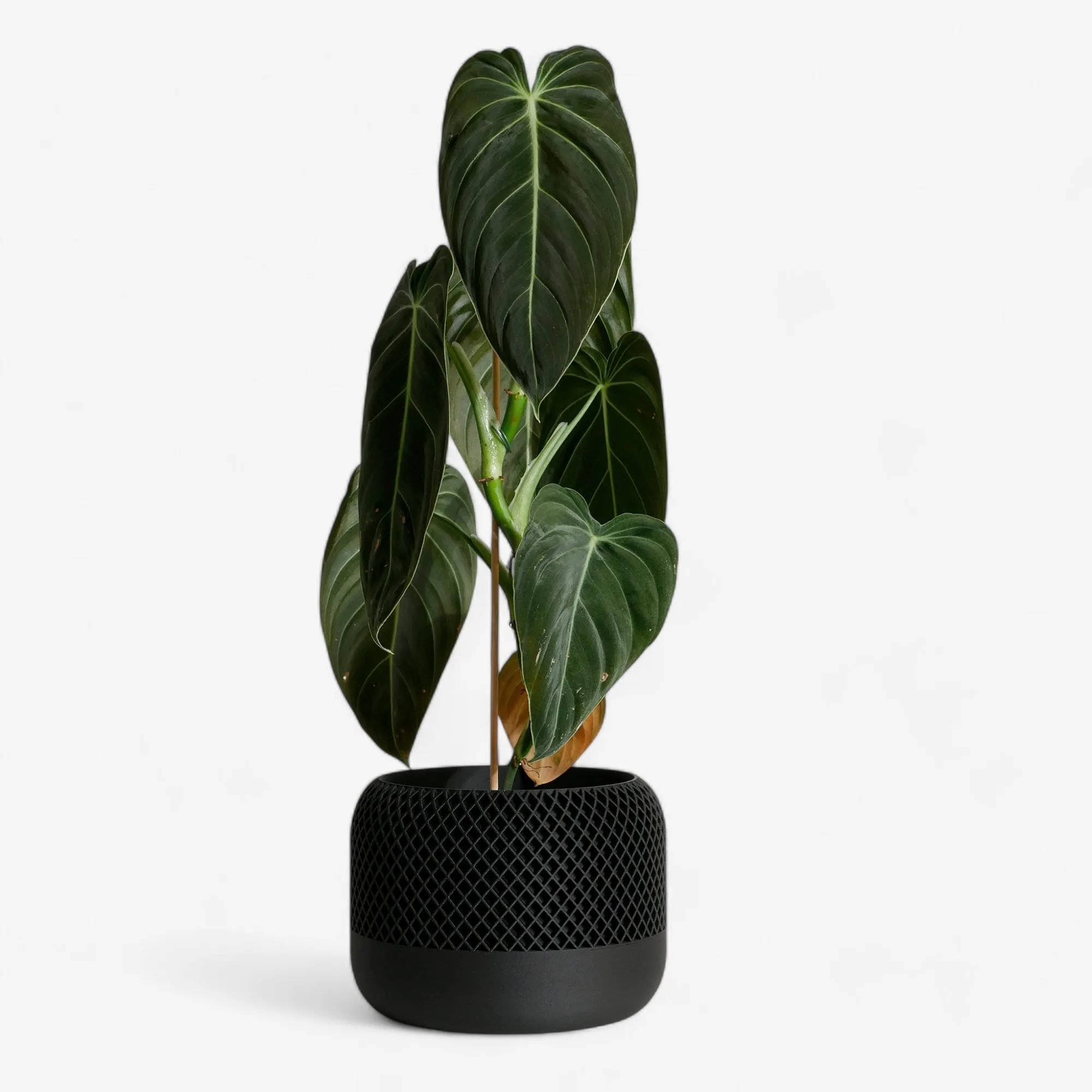 Indoor plant pot - Minimalist and textured design - APPLE