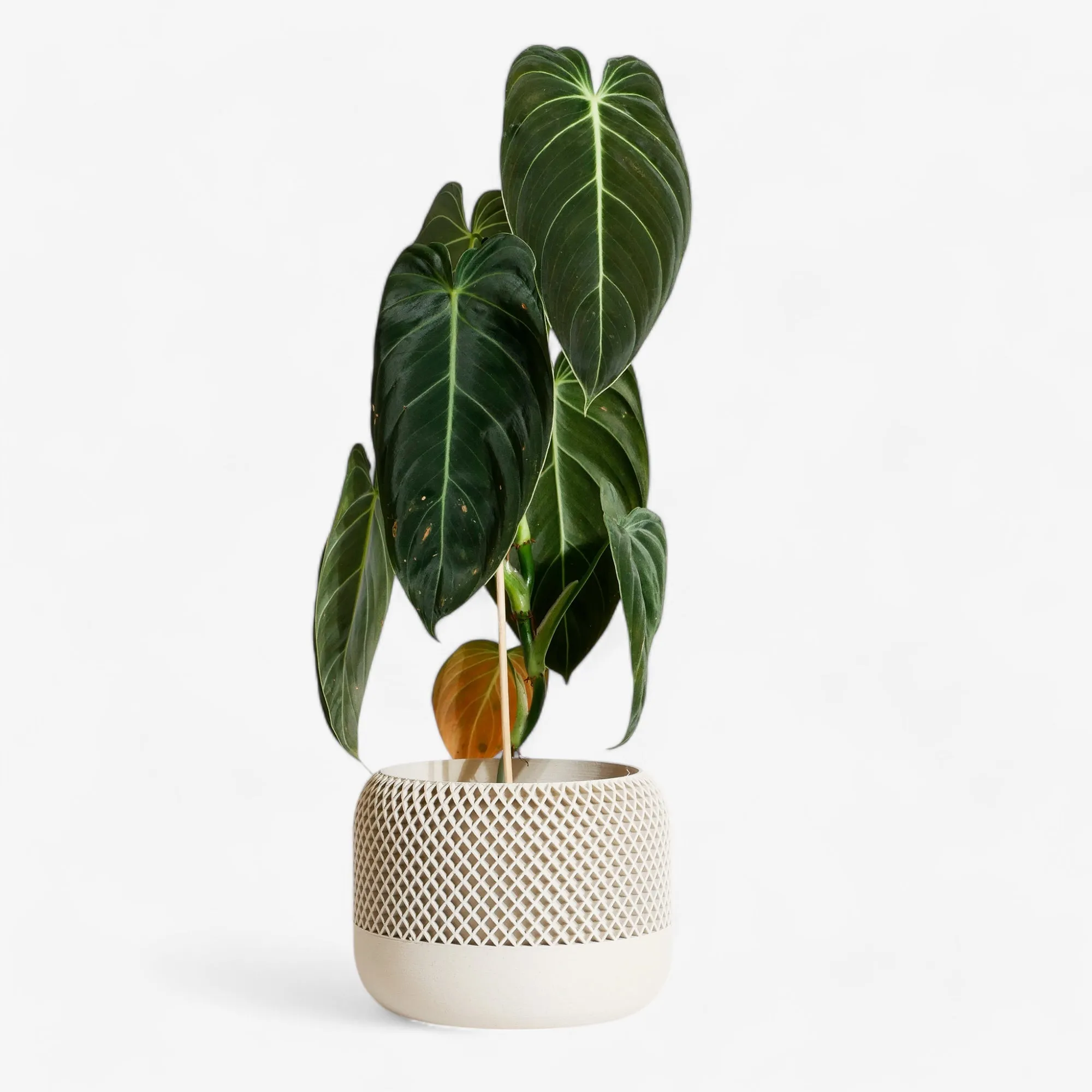 Indoor plant pot - Minimalist and textured design - APPLE