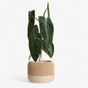 Indoor plant pot - Minimalist and textured design - APPLE