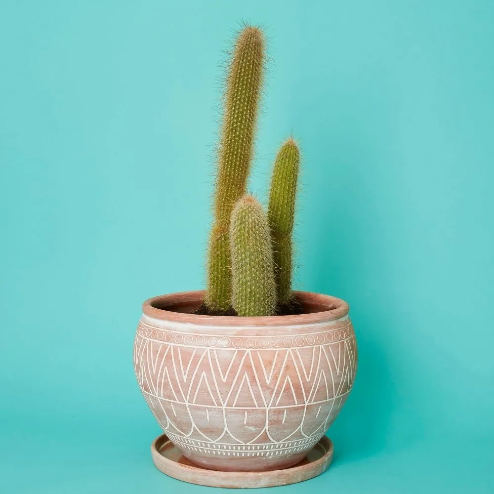 Terracotta Belly Pot Saucer Set